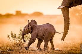 Jetzt deinen botswana urlaub zum schnäppchenpreis buchen ☀ 81 reiseangebote ab 961 € p.p. Afrika Hautnah Unsere Botswana Reise Afrika Gwegner De