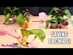 Pin On Garden Diy