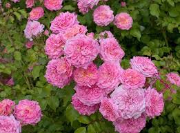 An entire section of our website dedicated to your growing success. A Better Rose Than Knock Out Southern Living