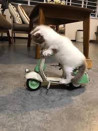 They See Me Rollin They Hatin Join Our Group Happy Cats Sevimli Kediler Cute Kittens Komik Hayvanlar
