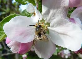 Check spelling or type a new query. Why Do We Need Bees Friends Of The Earth