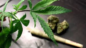 Culinary wizards are eagerly diving into cannabis culture. Smoking Or Vaping Cannabis Could Cause Strokes Heart Attacks Marketwatch