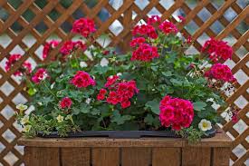 Image result for foto muškáty