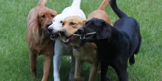 Maybe you would like to learn more about one of these? Allen Chief Loyal Labs