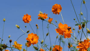 Orange flowers are overly identical to the shade of sun. 36 Different Types Of Orange Flowers With Names Pictures A Z