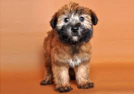 Physical characteristics the soft coated wheaten terrier is a medium size dog with a compact. Why Wheaten Terriers Are The Best Family Dog In The World Pethelpful