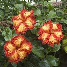 Hibiscus Chad Hibiscus Rosa Sinensis Hybrid Hibiscus Plant Hibiscus Rosa Sinensis Hibiscus Flowers