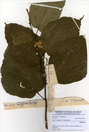 Image result for Glyphaea