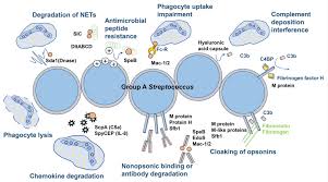 Image result for Group D Streptococcus