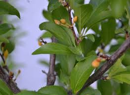 Hungry bullfinches and other birds will sometimes steal the developing buds of fruit trees such as pears, plums and cherries in winter and early spring. Plum Tree Loosing Baby Plums Picture Of Tree