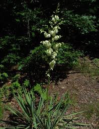 Image result for Agavaceae