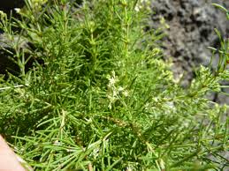 Image result for Polycarpaea