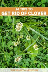These herbicides tend to have no effect on grasses — but they kill everything else, clovers included. 10 Tips To Get Rid Of Clover In Your Lawn
