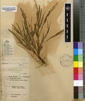 Image result for Panicum arcurameum