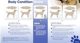 Dog Body Condition Scoring Chart Dr Justine Lee Dr