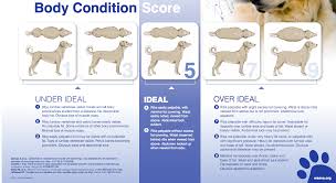 dog body condition scoring chart dr justine lee dr