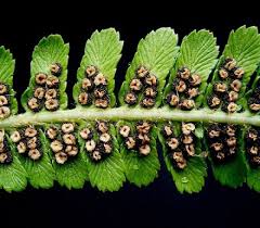 La Fougere Male Dryopteris Filix Mas Plante Fougere Vermifuge