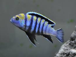 Image result for Microchloa afra