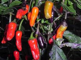 Боливиан рейнбоу острый перец (bolivian rainbow). Bio Pflanze Chili Scharf Bolivian Rainbow Hangend