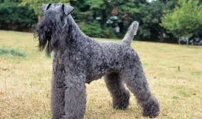 Mother is abkc and is papered. Kerry Blue Terrier Breed Information