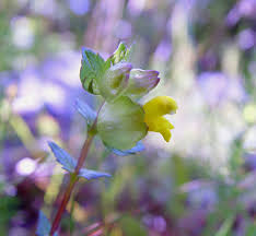 Image result for Rhinacanthus xerophilus