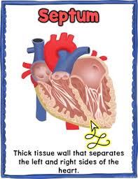 circulatory or cardiovascular system anchor chart posters classroom decor