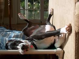 It's not just the biggest one! Great Danes German Mastiffs Blog Kuranda Dog Beds