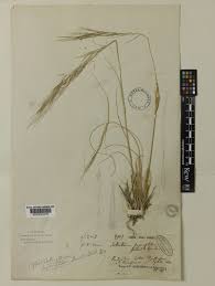 Image result for Stipagrostis uniplumis