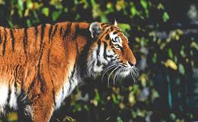三大猛獣脱走事件 自由になった猛獣の恐怖 Ani Mys