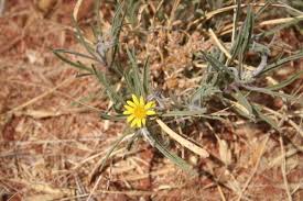 Image result for Geigeria