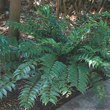We did not find results for: Japanese Holly Fern Cyrtomium Falcatum My Garden Life