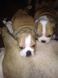Known as one of the gentlest breeds, the english bulldog has grown in popularity for its intimidating appearance, but affectionate personality. English Bulldog Puppies For Sale Lynn Ma 171646