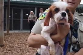 Maybe you would like to learn more about one of these? Md Couple Charged After 50 Dogs 3 Turtles Parrot Found In Poor Conditions Wtop