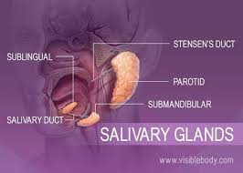 Digestive Accessory Organs Salivary Gland Digestion Food For Digestion
