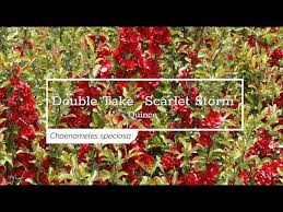 Check spelling or type a new query. 30 Seconds With Double Take Scarlet Storm Quince Youtube