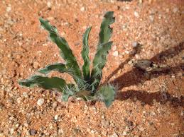 Image result for Drimia elata