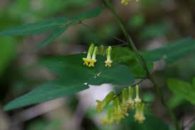 Image result for Dumasia