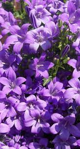 Pin On Flowers