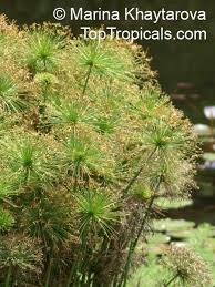 Image result for Cyperus tenax