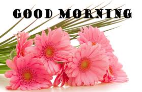 Maybe you would like to learn more about one of these? Morning Flowers Wallpapers Top Free Morning Flowers Backgrounds Wallpaperaccess