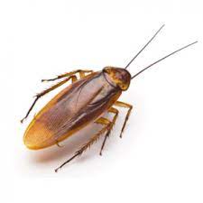 So, our pest control company in dubai provides one solution for all these insects. Best Trusted Pest Control Company Dubai Alkanz Alzahabi Pest Control Pest Management Best Pest Control