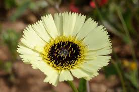 Image result for Tolpis