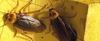 The city of miami florida currently has 100 low income apartment complexes. Cockroach Pest Control Extermination Terminix