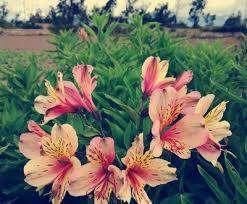 Vamos Conhecer Um Pouco Mais Sobre A Alstroemeria Essa Planta Tambem E Conhecida Como Lirio Peruano Planta Lirio Lirios Plantas