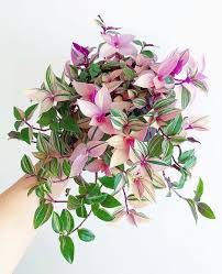 It doesn't matter if you want white, pink or red flowers, we always have the flowering indoor plant that you're looking for. Pin On Growing Things