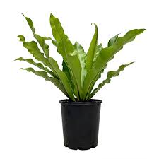 Image result for Asplenium staudtii