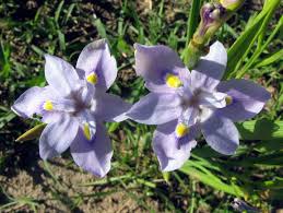 Image result for Moraea carsonii