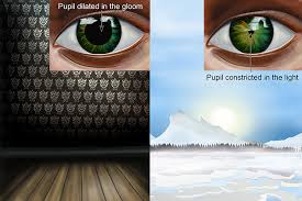 Pupil meaning, definition, what is pupil: Pupil Reflex Is The Action Of The Iris In Response To Light