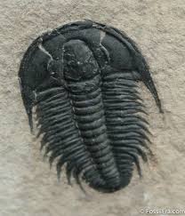 Image result for Platostoma montanum