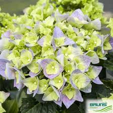 Image result for Hydrangea macrophylla bela obrázek